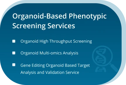 Organoid-Based Phenotypic Screening Services