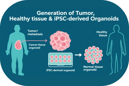 Organoid Model Construction Services