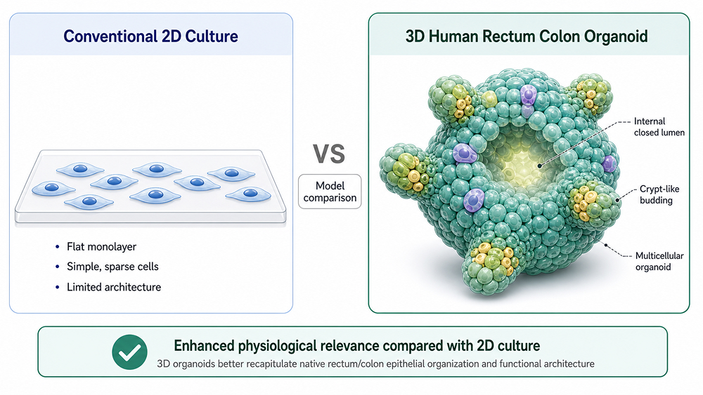 Comparison diagram of 2D cell culture vs 3D human colon organoid highlighting enhanced physiological relevance