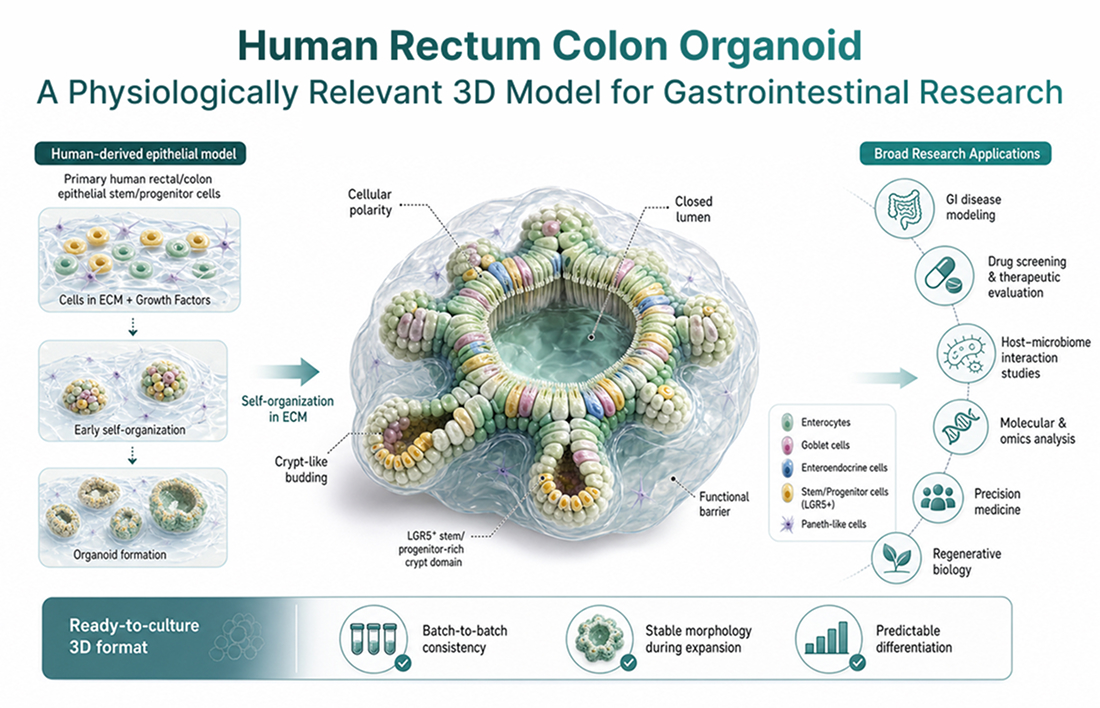 Overview of human rectum colon organoid development, structure, and gastrointestinal research applications