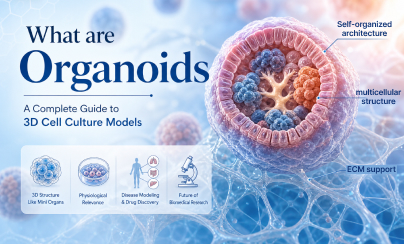 What are Organoids?