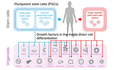 Organoids: Transforming the Landscape of Biomedical Research