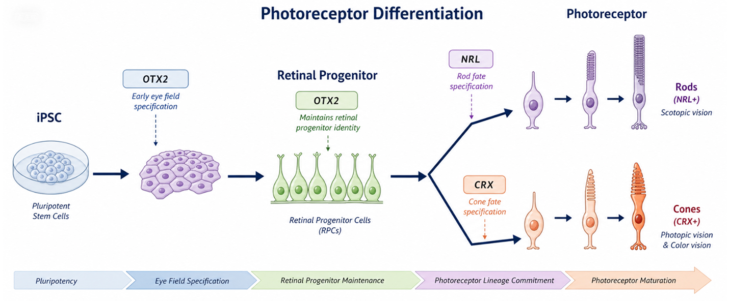 Photoreceptor differentiation pathway from iPSCs to rods and cones in retinal organoids.