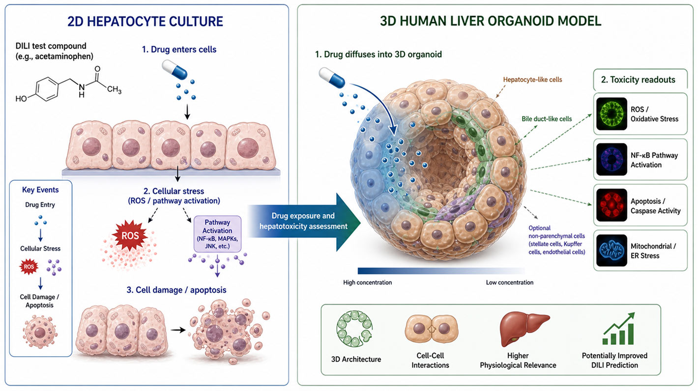 Chart comparing 2d hepatocyte culture and 3d human liver organoid for hepatotoxicity drug induced liver injury study Ogcelix