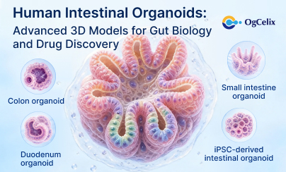 Human Intestinal Organoids: Advanced 3D Models for Gut Biology and Drug Discovery
