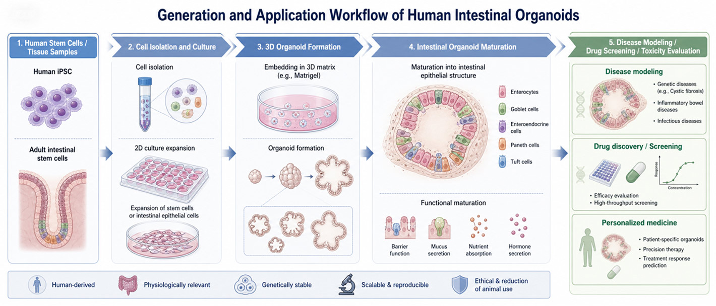Human intestinal organoids generation and application workflow diagram stem cell culture organoid maturation disease modeling drug screening OgCelix blog illustration