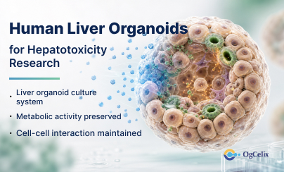 Human Liver Organoids for Hepatotoxicity Research